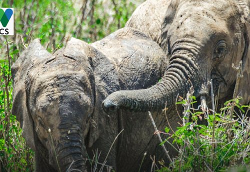 Countering Wildlife Trafficking : Crime Scene Investigation Training in Phnom Penh